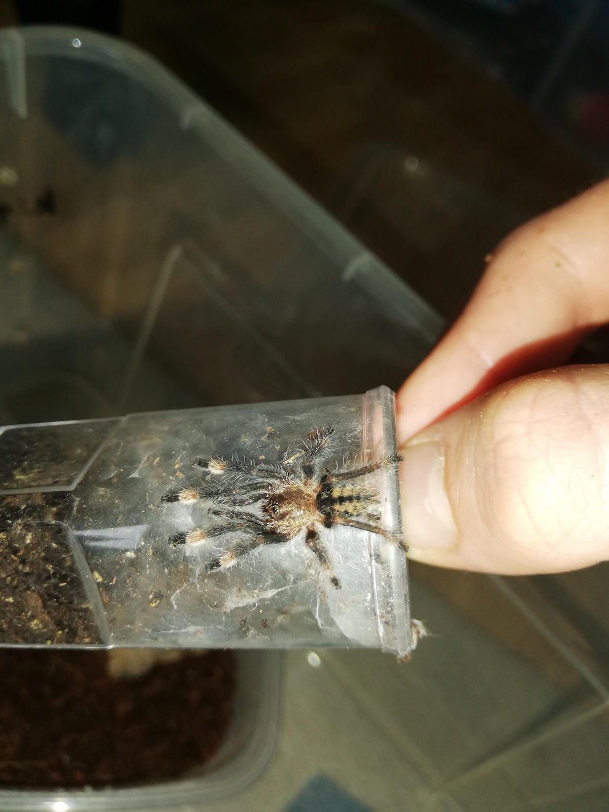 Psalmopoeus Cambridgei