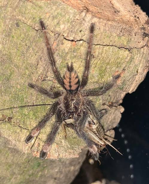 Psalmopoeus Cambridgei