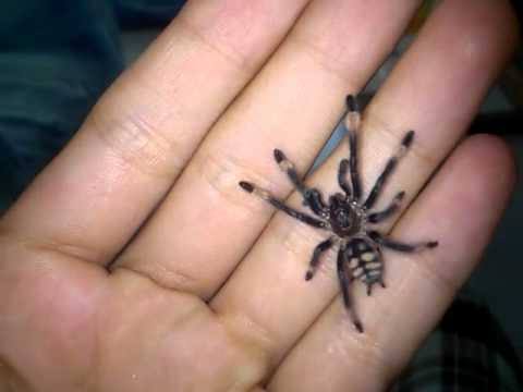 Psalmopoeus Cambridgei