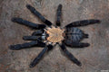 Cyriopagopus sp. Hati Hati