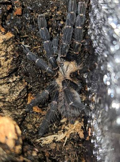 Cyriopagopus sp. Hati Hati