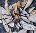 Linothele Sericata 1.5"