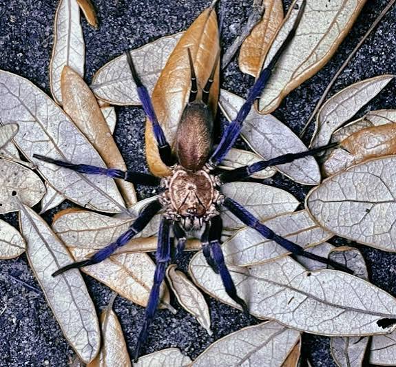 Linothele Sericata 1.5"