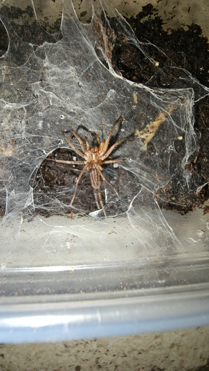 Linothele Sericata 1.5"